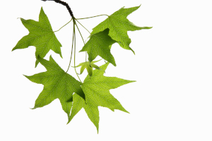 Sweet Gum Leaves